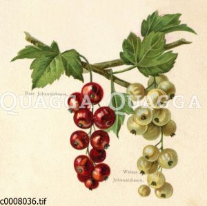 Johannisbeere