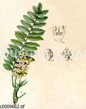 Indischer Weihrauchbaum