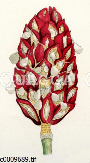 Roter Lotusbaum