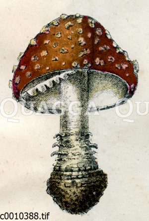 Fliegenpilz