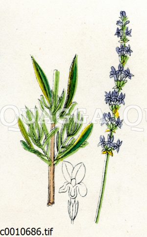 Lavendel