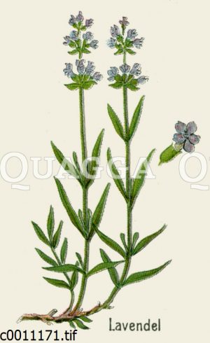 Lavendel