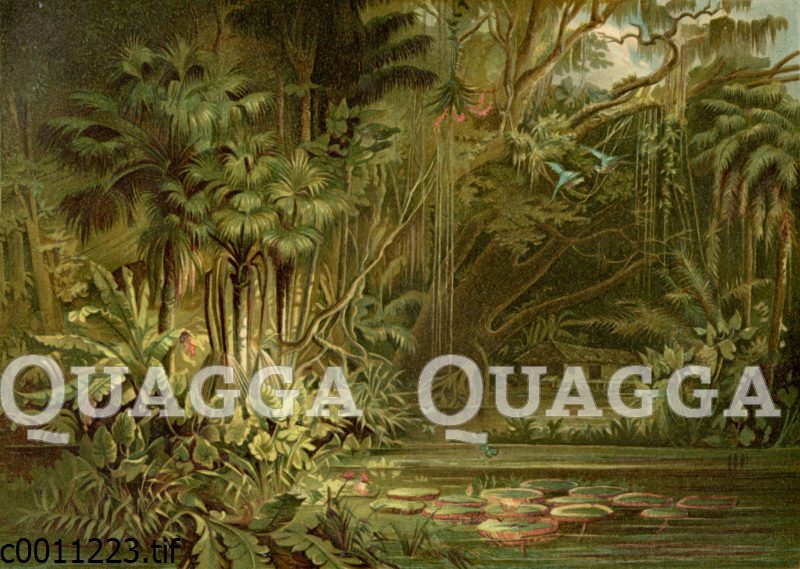 Dschungel am Amazonas