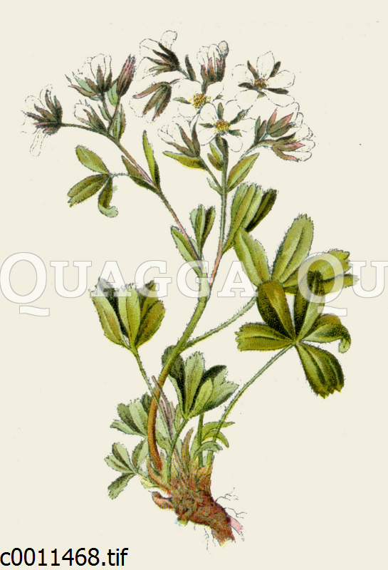 Stängel-Fingerkraut