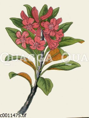 Rostblättrige Alpenrose