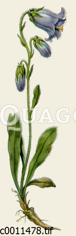 Bärtige Glockenblume