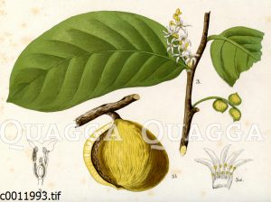 Muskatnussbaum