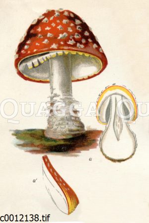 Fliegenpilz