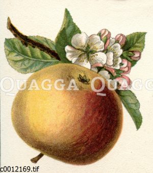 Apfelbaum