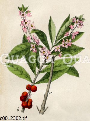 Thymelaeaceae - Seidelbastgewächse