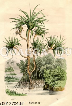 Pandanus