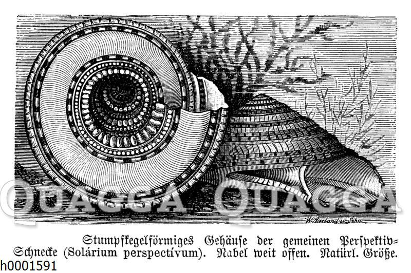 Perspektivschnecke