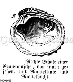Venusmuschel