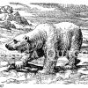 Eisbär mit erbeutetem Seehund