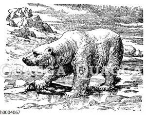Eisbär mit erbeutetem Seehund