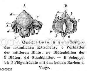 Birke: Kätzchen