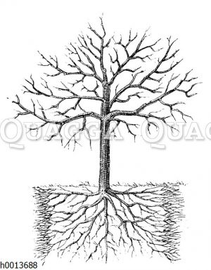 Wirkung des Wurzelschnittes und der Neudüngung bei älteren Obstbäumen