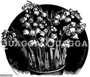 Töpfchen mit blühenden Maiblumen