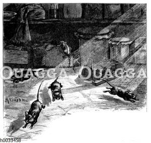 Hausmäuse in einem Vorratsschrank