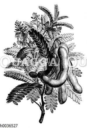 Tamaricaceae - Tamariskengewächse