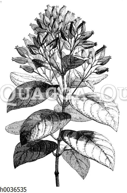 Gelber Chinarindenbaum