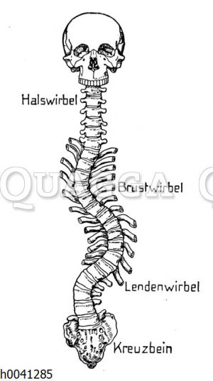 Wirbelsäule bei Skoliose