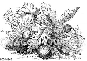 Koloquinte
