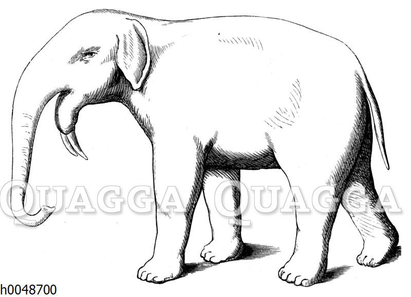 Dinotherium giganteum