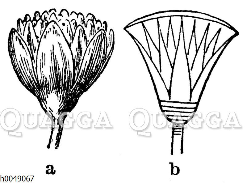 Lotosblume