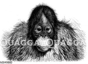 Orang-Utan