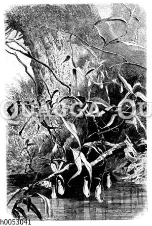 Nepenthes destillatoria