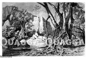 Ficus mit gitterbildenden Kletterwurzeln