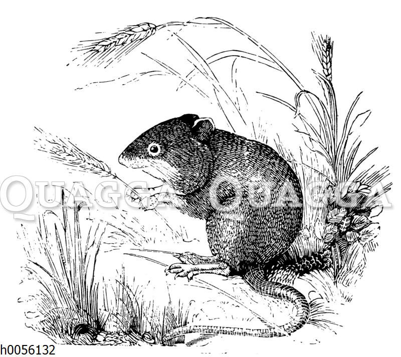 Waldmaus