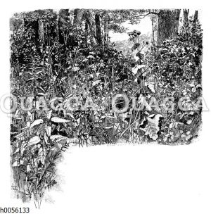 Waldblumen