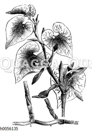 Osterluzei