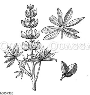 Lupine