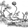 Weißklee
