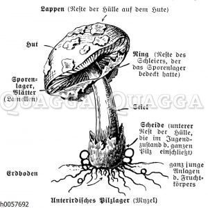 Fliegenpilz