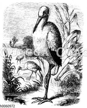 Storch