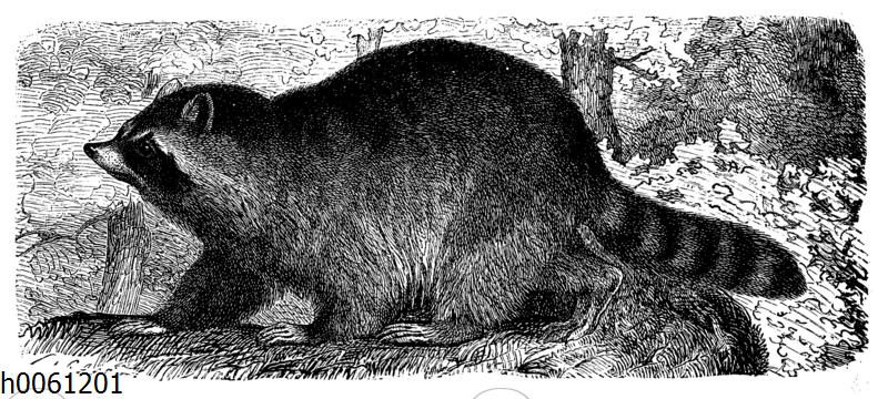 Waschbär