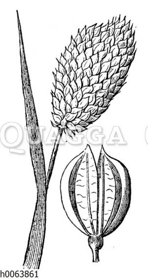 Kanariengras: Ährchen