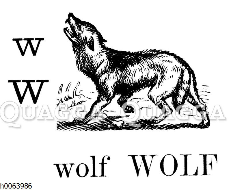 Wolf