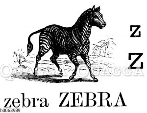 Zebra