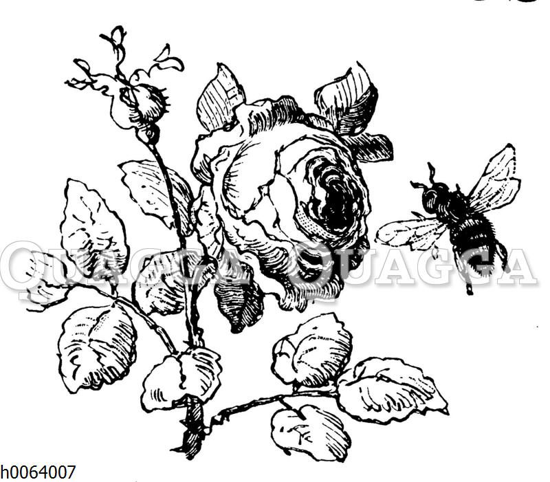 Rose wird von Biene angeflogen