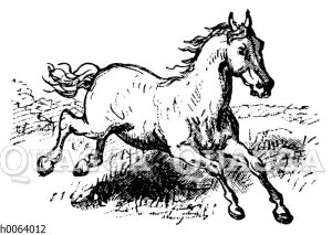 Galoppierendes Pferd