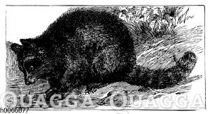 Waschbär