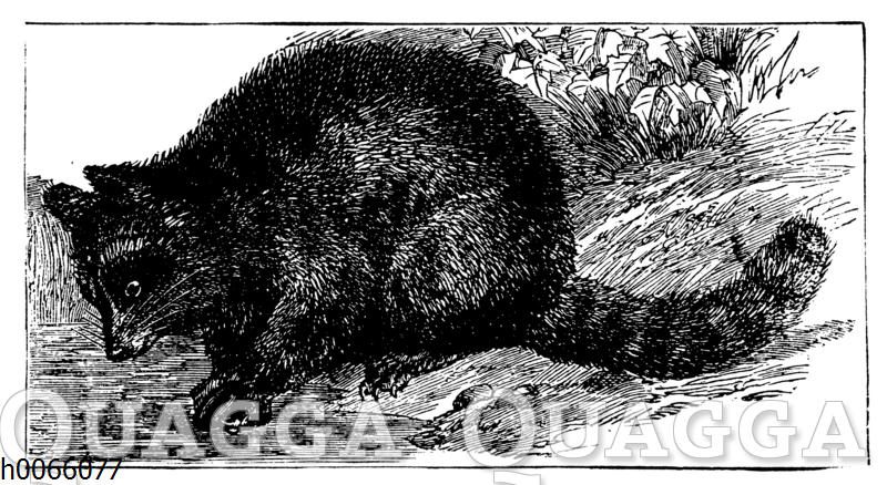 Waschbär