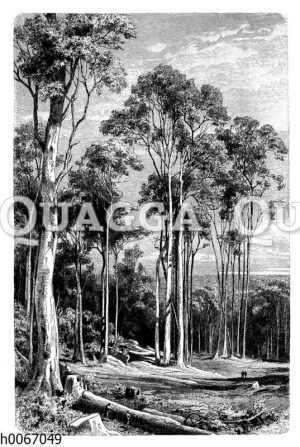 Eukalyptusbäume in Neuholland