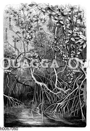 Mangroven: Stelz- und Säulenwurzeln