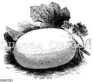 Grünfleischige Malteser Winter-Melone